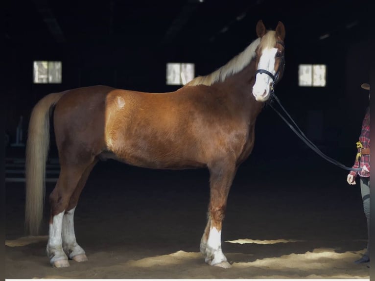 Dutch Tuigpaard Gelding 13 years 17,3 hh Chestnut in Amherst NH