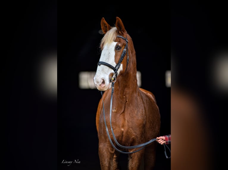 Dutch Tuigpaard Gelding 13 years 17,3 hh Chestnut in Amherst NH