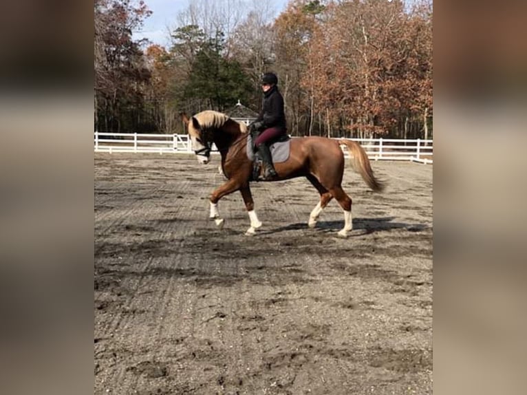 Dutch Tuigpaard Gelding 13 years 17,3 hh Chestnut in Amherst NH