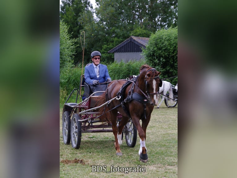Dutch Tuigpaard Mix Gelding 14 years 15,2 hh Chestnut-Red in West-grafdijk