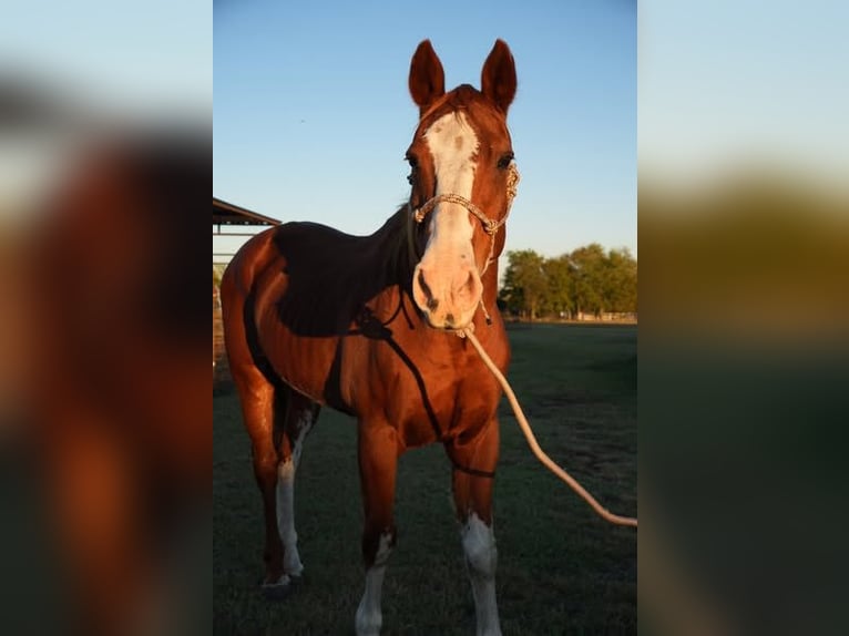 Dutch Tuigpaard Gelding 34 years 15,2 hh White in New York