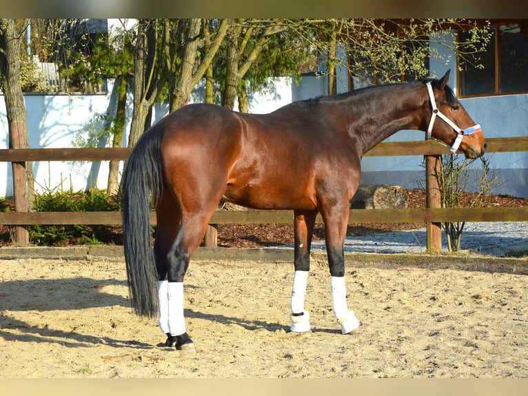 Dutch Tuigpaard Gelding 4 years 16.3 hh Brown in Prague