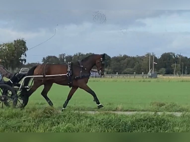 Dutch Tuigpaard Gelding 4 years 16.3 hh Brown in Prague