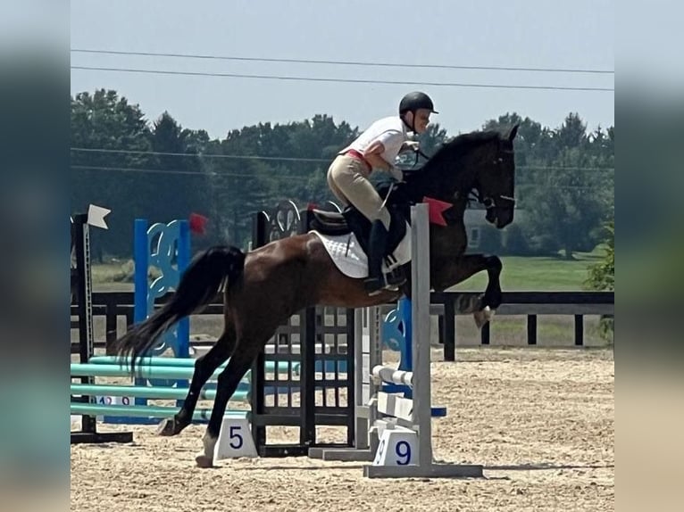 Dutch Tuigpaard Gelding 6 years 16.2 hh Bay-Dark in Lebanon