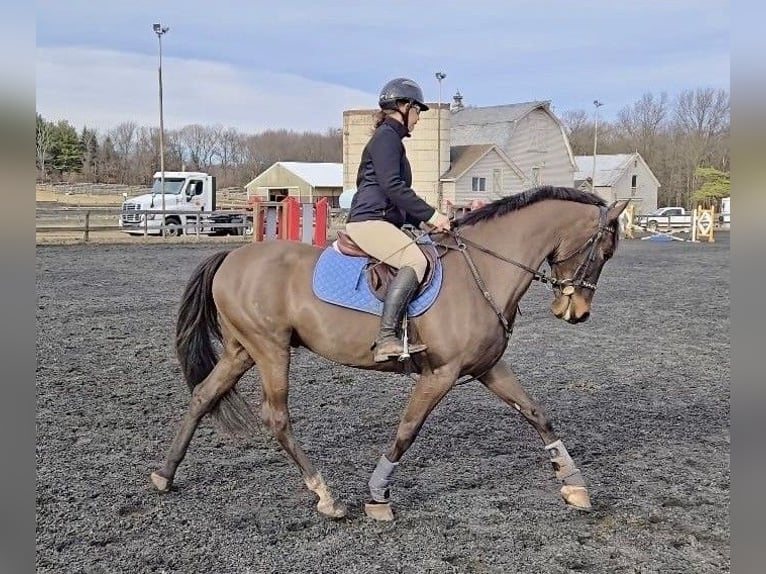 Dutch Tuigpaard Gelding 6 years 16.2 hh Bay-Dark in Lebanon