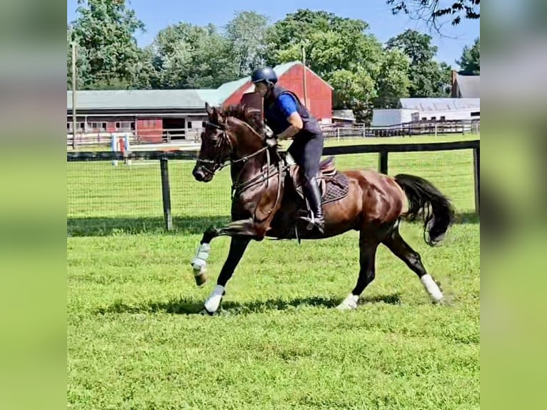 Dutch Tuigpaard Gelding 6 years 16.2 hh Bay-Dark in Lebanon