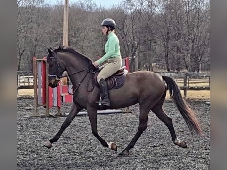 Dutch Tuigpaard Gelding 6 years 16.2 hh Bay-Dark in Lebanon