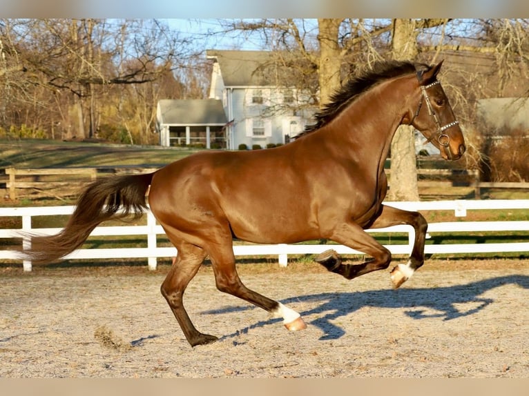 Dutch Tuigpaard Gelding 6 years 16,2 hh Bay-Dark in Lebanon