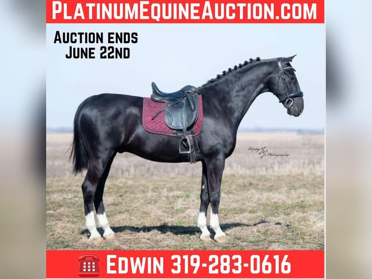 Dutch Tuigpaard Gelding 6 years Black in Fairbank IA