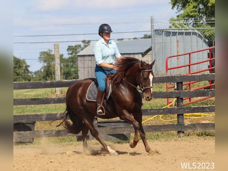 Dutch Tuigpaard Gelding 7 years 16 hh Chestnut in BROOKSVILLE, KY