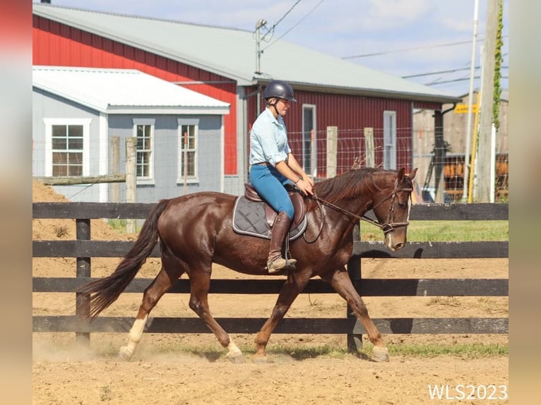 Dutch Tuigpaard Gelding 7 years 16 hh Chestnut in BROOKSVILLE, KY