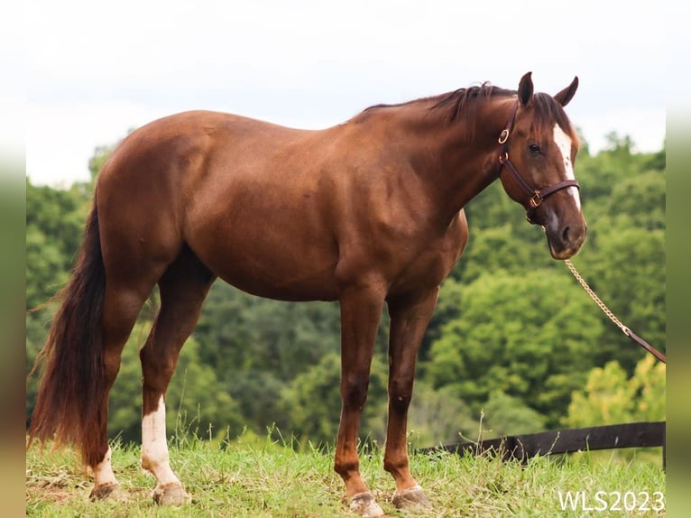 Dutch Tuigpaard Gelding 7 years 16 hh Chestnut in BROOKSVILLE, KY