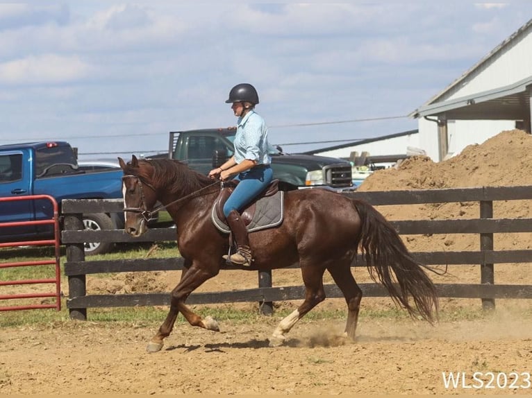 Dutch Tuigpaard Gelding 7 years 16 hh Chestnut in BROOKSVILLE, KY