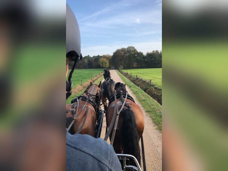 Dutch Tuigpaard Mare 10 years 15,2 hh Brown in 3862vn