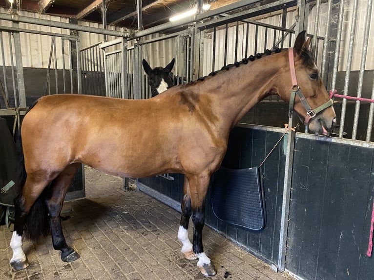 Dutch Tuigpaard Mare 10 years 15,2 hh Brown in 3862vn