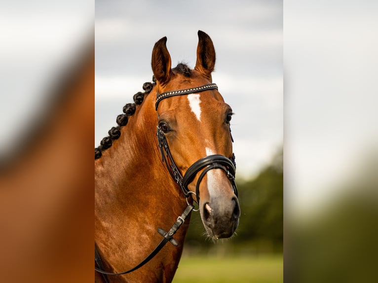 Dutch Tuigpaard Mare 10 years 15,2 hh Brown in 3862vn