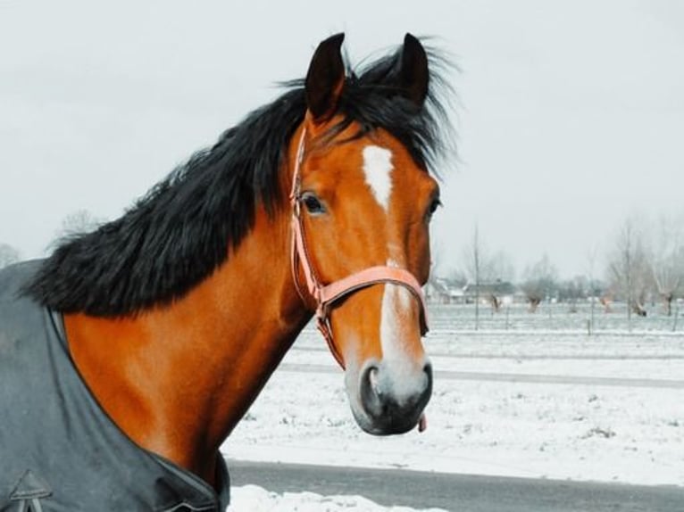 Dutch Tuigpaard Mare 10 years 15,2 hh Brown in 3862vn