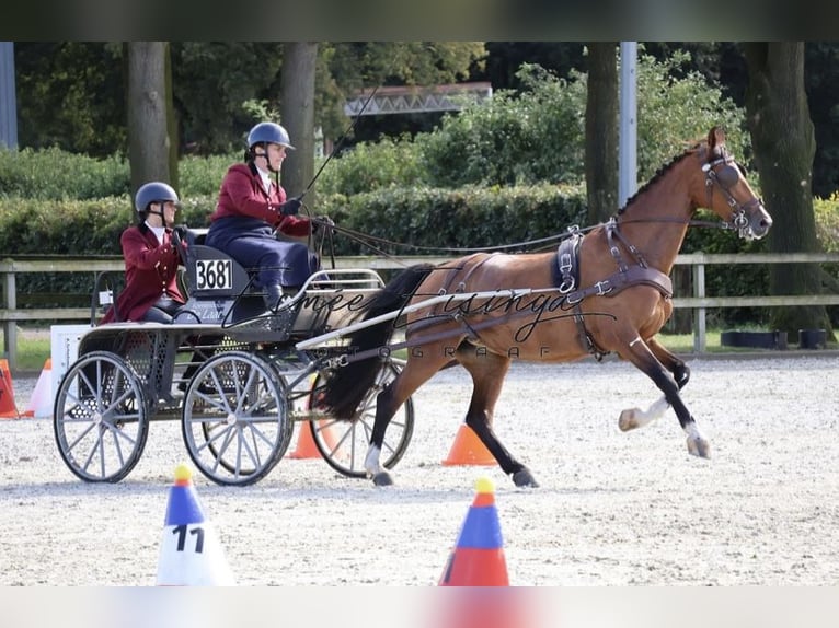 Dutch Tuigpaard Mare 10 years 15,2 hh Brown in 3862vn