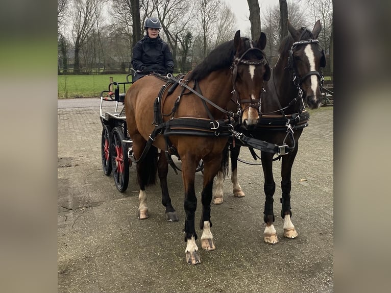 Dutch Tuigpaard Mare 10 years 15,2 hh Brown in 3862vn