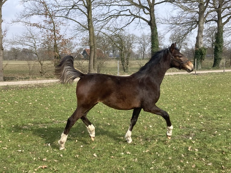 Dutch Tuigpaard Mare 11 years 16 hh Chestnut-Red in Mander