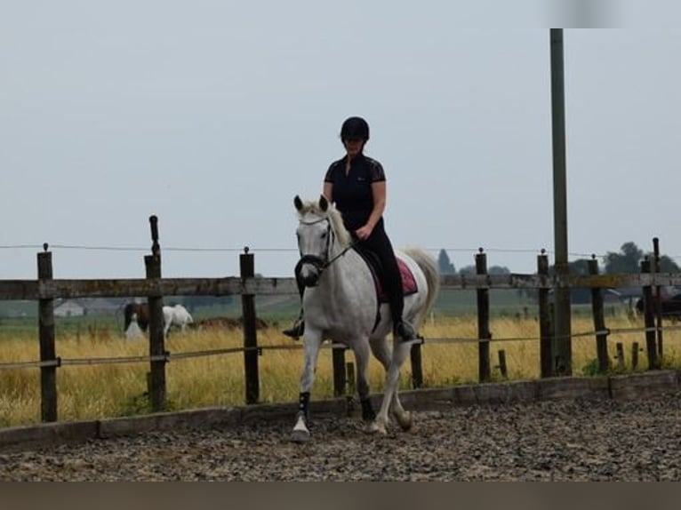 Dutch Tuigpaard Mare 12 years 16 hh Gray in Wijk bij Duurstede