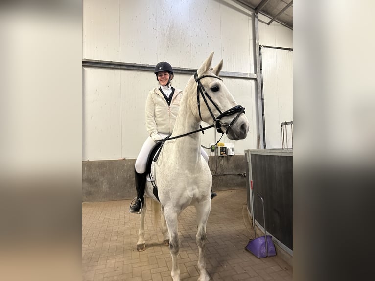 Dutch Tuigpaard Mare 12 years 16 hh Gray in Wijk bij Duurstede