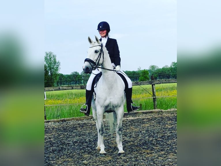 Dutch Tuigpaard Mare 12 years 16 hh Gray in Wijk bij Duurstede