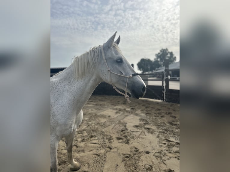 Dutch Tuigpaard Mare 12 years 16 hh Gray in Wijk bij Duurstede