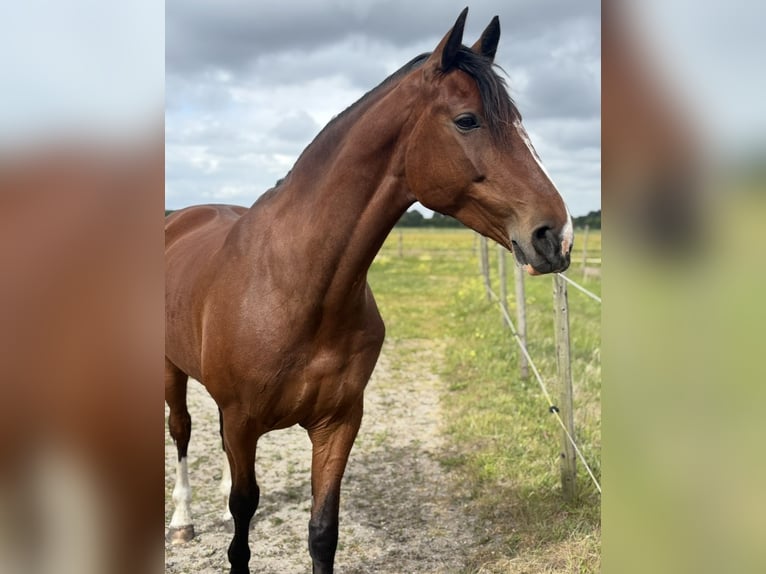 Dutch Tuigpaard Mare 14 years 16 hh Brown in Zwaanshoek