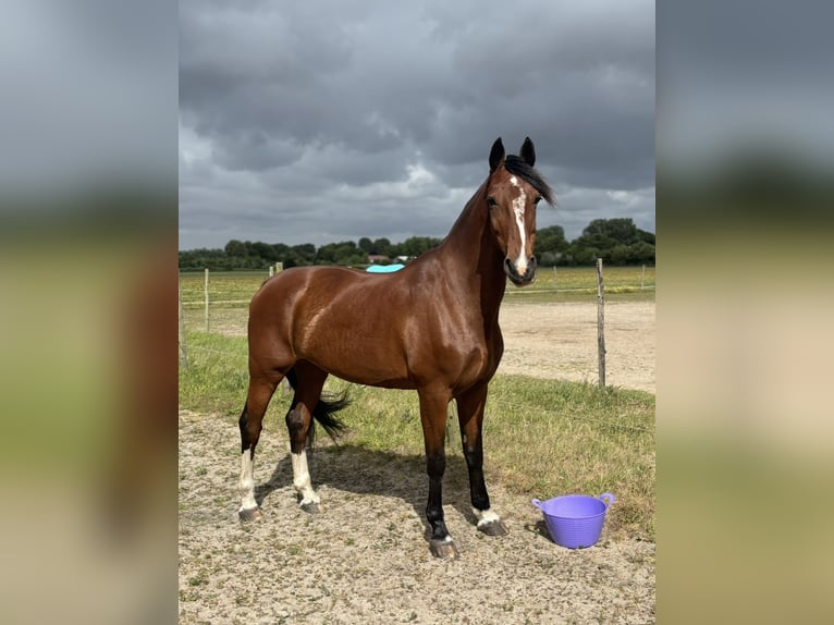 Dutch Tuigpaard Mare 14 years 16 hh Brown in Zwaanshoek