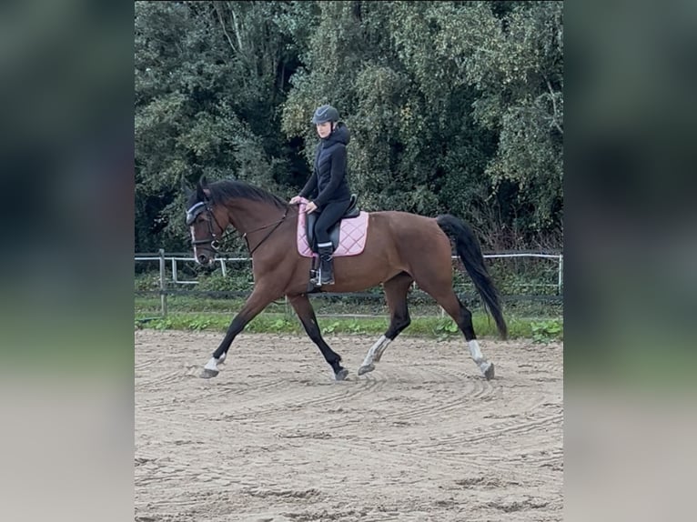 Dutch Tuigpaard Mare 14 years 16 hh Brown in Zwaanshoek