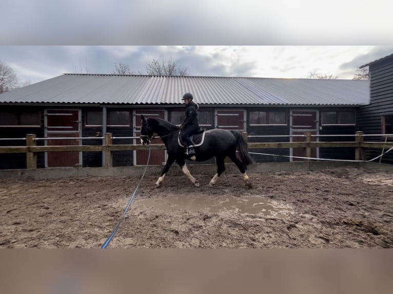 Dutch Tuigpaard Mix Mare 16 years 16,2 hh Black in Delft