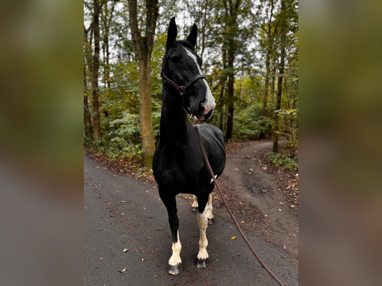 Dutch Tuigpaard Mix Mare 16 years 16,2 hh Black in Delft