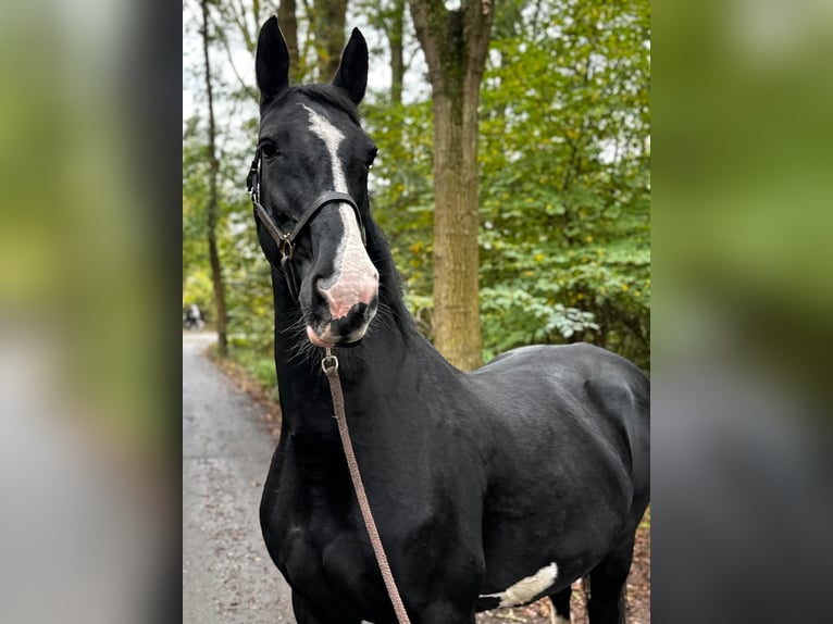 Dutch Tuigpaard Mix Mare 16 years 16,2 hh Black in Delft