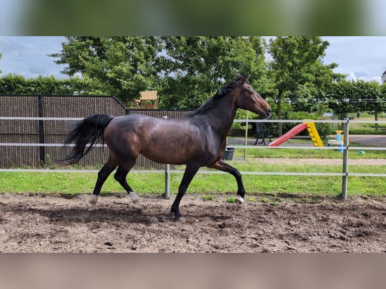 Dutch Tuigpaard Mare 17 years 15.2 hh Brown in Voorhout