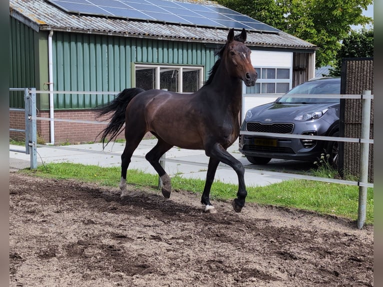 Dutch Tuigpaard Mare 17 years 15.2 hh Brown in Voorhout