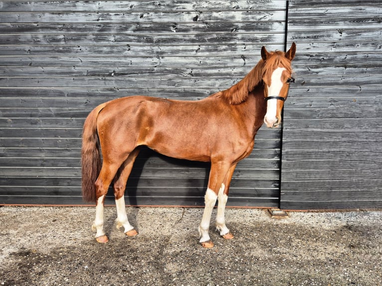Dutch Tuigpaard Mare 4 years 15,1 hh Chestnut-Red in Wanroij