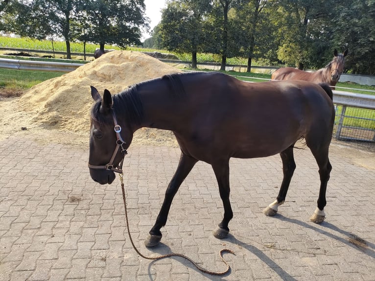 Dutch Tuigpaard Mare 5 years 15,3 hh Black in Rhede
