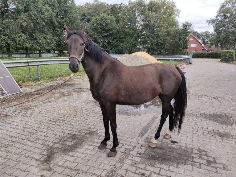 Dutch Tuigpaard Mare 5 years 15,3 hh Black in Rhede