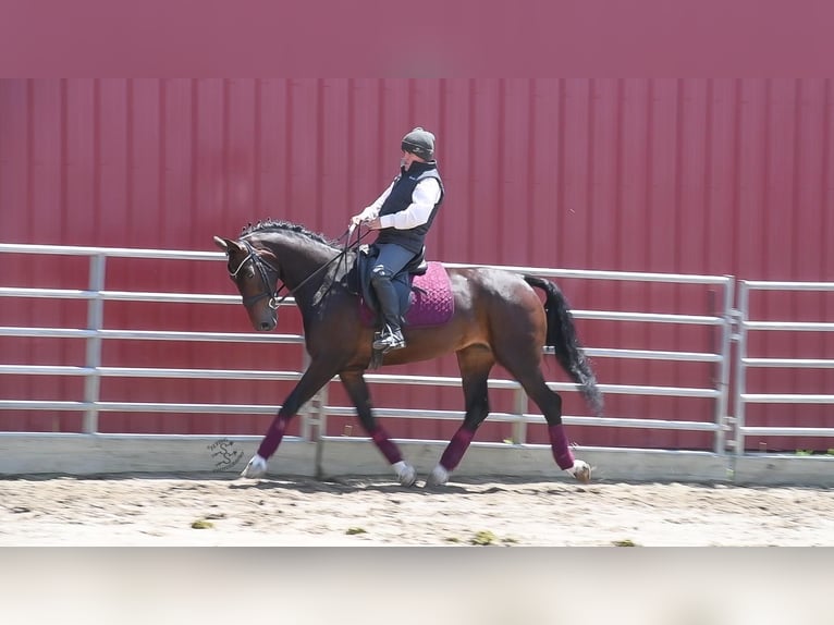 Dutch Tuigpaard Mare 6 years Bay in Fairbank IA