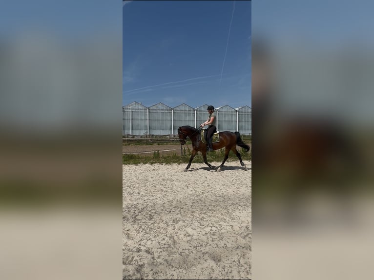 Dutch Tuigpaard Mare 7 years 15.1 hh Bay-Dark in Naaldwijk