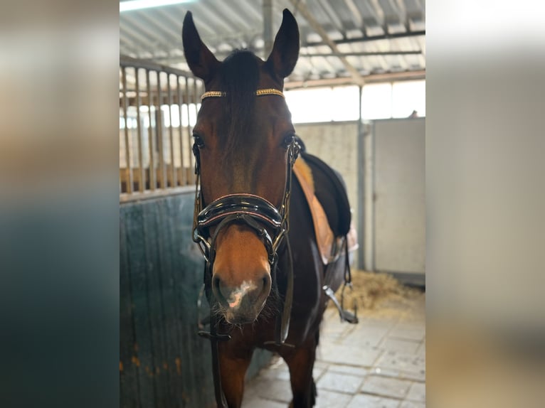 Dutch Tuigpaard Mare 7 years 15.1 hh Bay-Dark in Honselersdijk