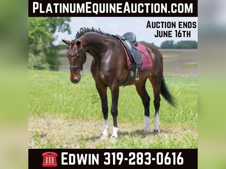 Dutch Tuigpaard Mare 7 years Bay in Fairbank IA