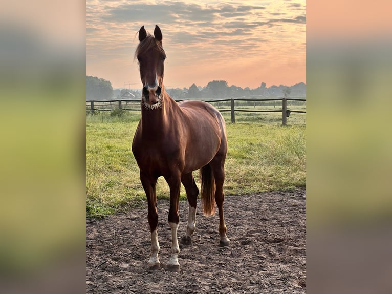 Dutch Tuigpaard Mare 8 years 16,1 hh Chestnut-Red in Neuenkirchen-Vörden