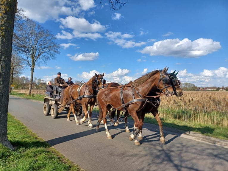 Dutch Tuigpaard Mare 8 years 16,1 hh Chestnut-Red in Neuenkirchen-Vörden