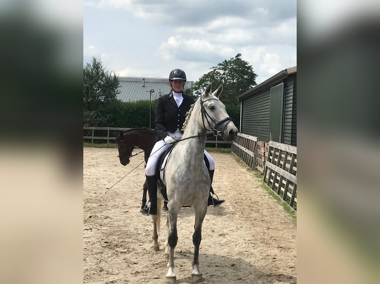 Dutch Tuigpaard Stallion 12 years 16,1 hh Gray in Wijk bij Duurstede