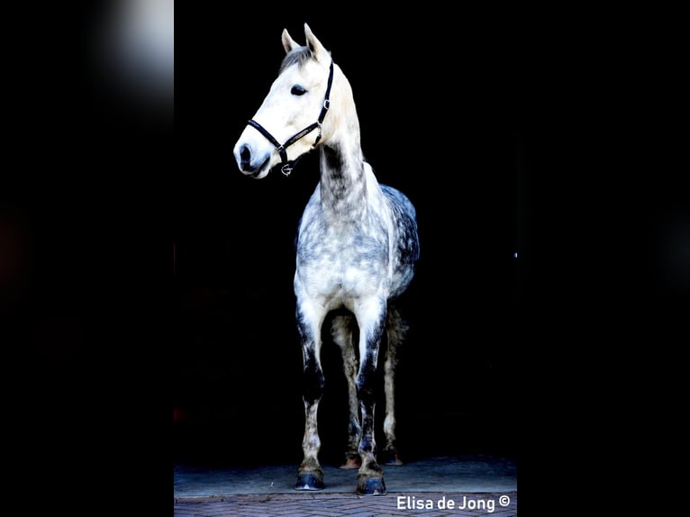 Dutch Tuigpaard Stallion 12 years 16,1 hh Gray in Wijk bij Duurstede