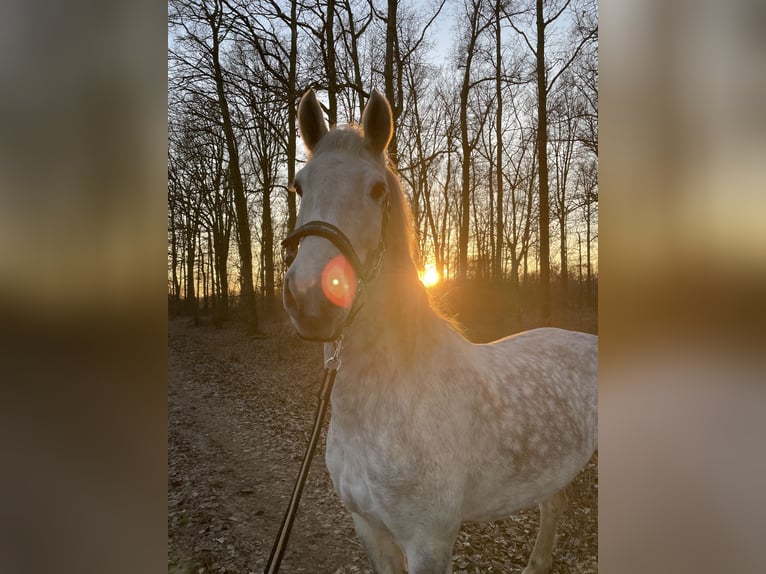 Dutch Tuigpaard Stallion 12 years 16,1 hh Gray in Wijk bij Duurstede