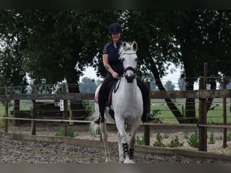 Dutch Tuigpaard Stallion 12 years 16,1 hh Gray in Wijk bij Duurstede