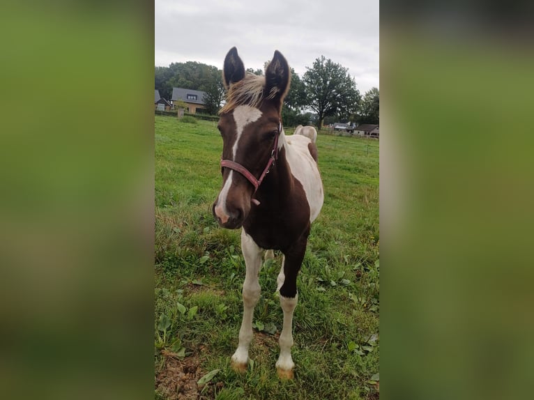 Dutch Tuigpaard Mix Stallion Foal (03/2024) 15,1 hh Pinto in Beekbergen